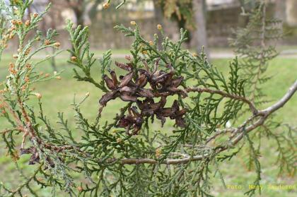 Thuja/Biota orientalis